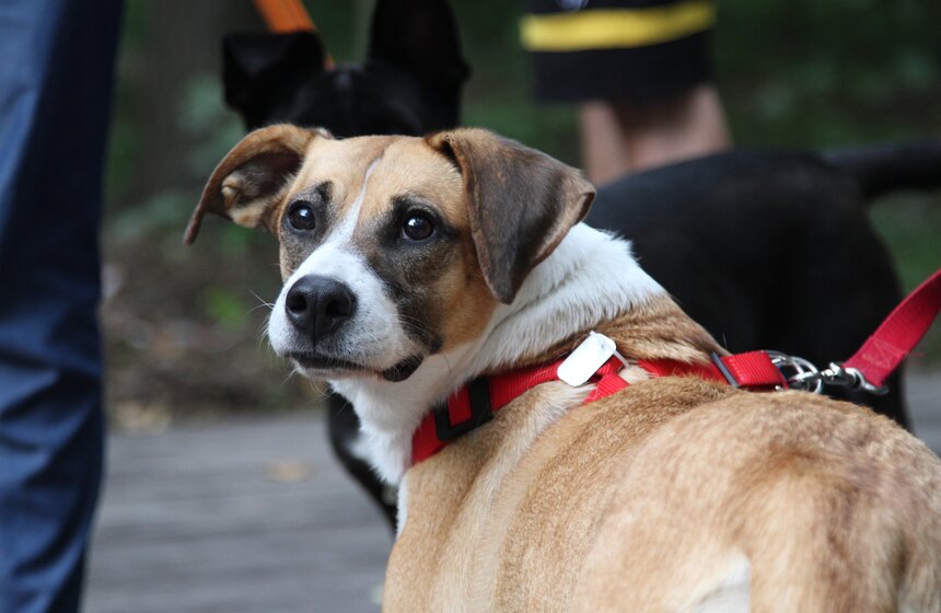 В парке "Фили" прошло закрытие фестиваля "Приюти друг@" 21 фото