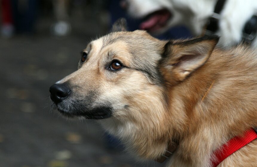 В парке "Фили" прошло закрытие фестиваля "Приюти друг@" 23 фото