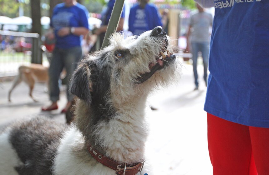 В парке "Фили" прошло закрытие фестиваля "Приюти друг@" 7 фото