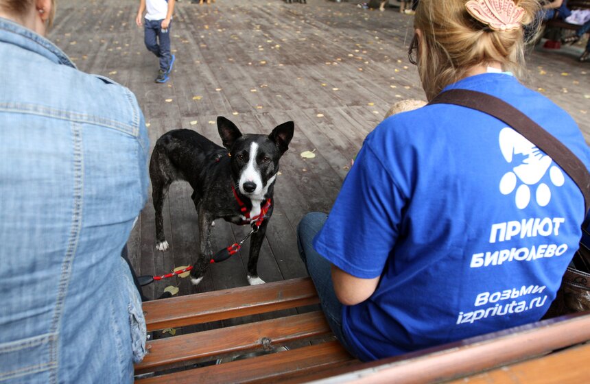 В парке "Фили" прошло закрытие фестиваля "Приюти друг@" 8 фото