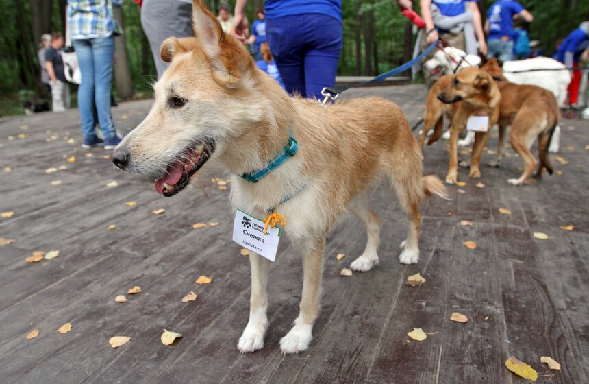 В парке "Фили" прошло закрытие фестиваля "Приюти друг@" 13 фото