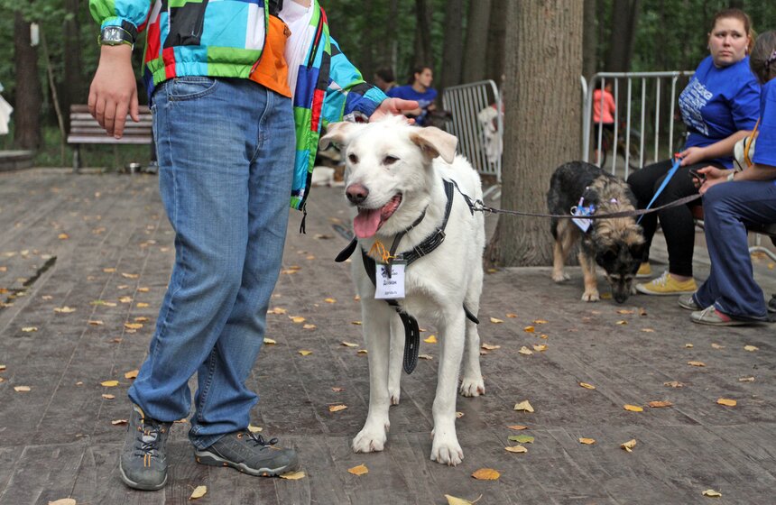 В парке "Фили" прошло закрытие фестиваля "Приюти друг@" 12 фото