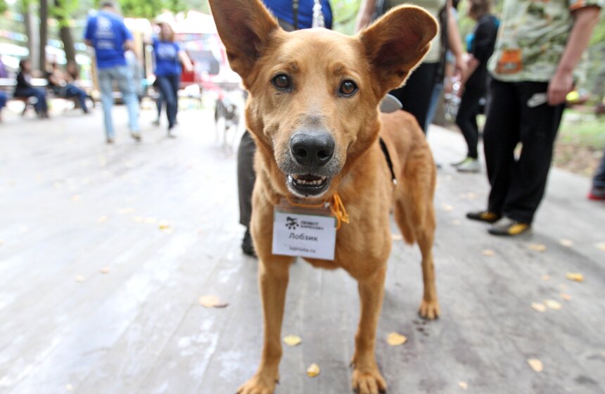 В парке "Фили" прошло закрытие фестиваля "Приюти друг@" 15 фото
