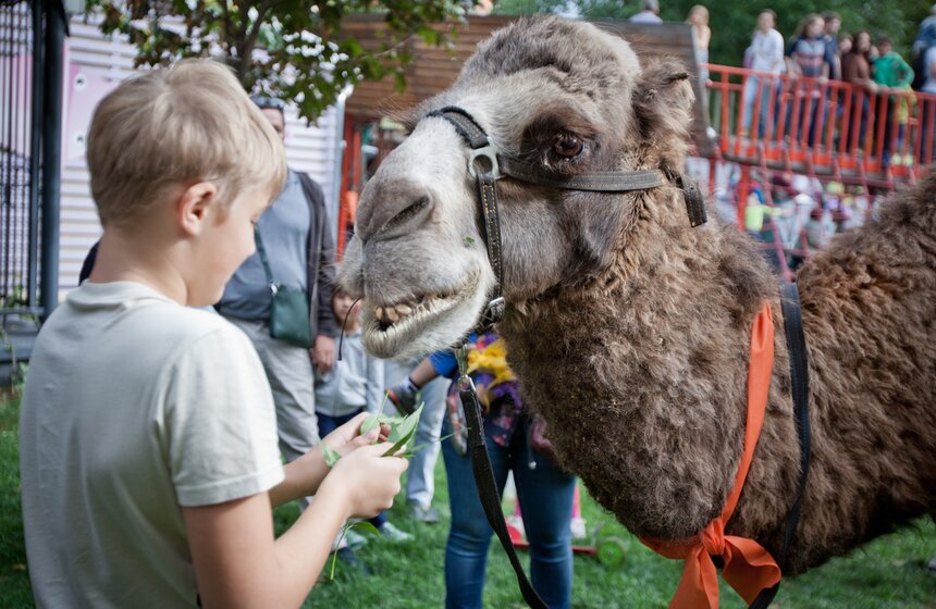 В саду имени Баумана состоялось шоу  "Цветной карнавал" 16 фото
