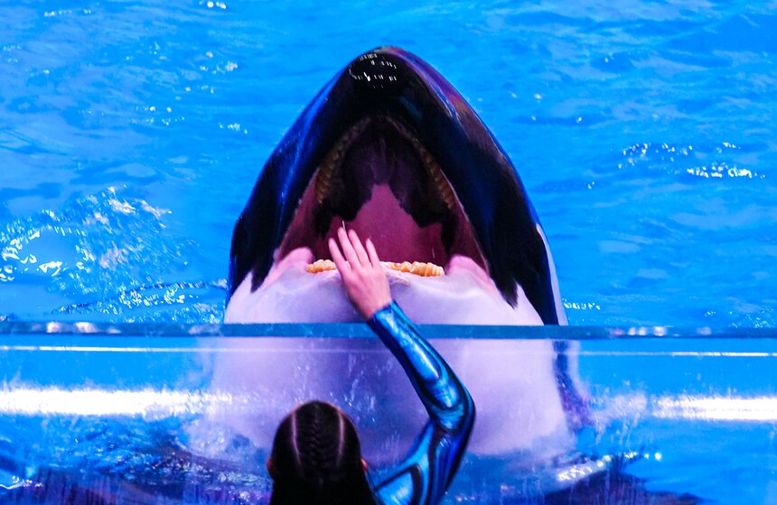 Шоу на водной сцене "Море снов" прошло в Москве 36 фото