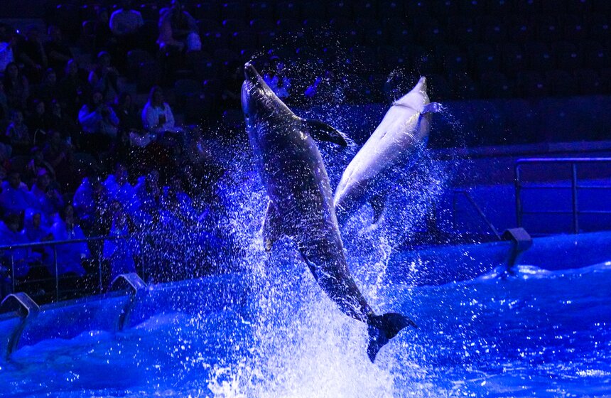 Шоу на водной сцене "Море снов" прошло в Москве 31 фото