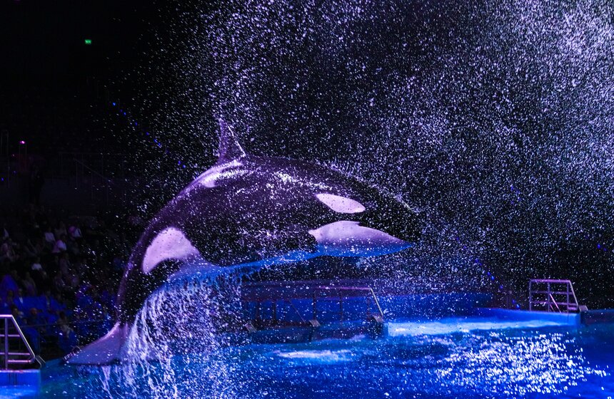 Шоу на водной сцене "Море снов" прошло в Москве 37 фото