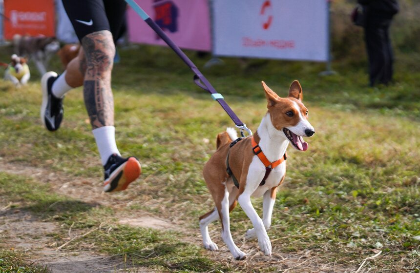 Кросс "Быстрый пес" прошел в Битцевском лесу 13 фото