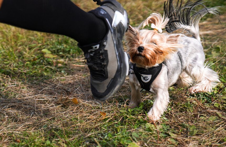 Кросс "Быстрый пес" прошел в Битцевском лесу 19 фото
