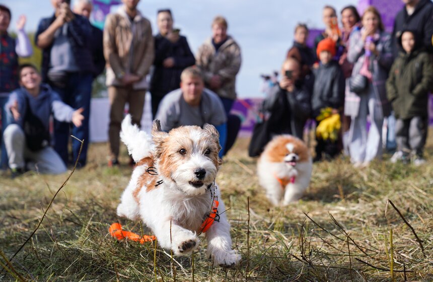 Кросс "Быстрый пес" прошел в Битцевском лесу 9 фото