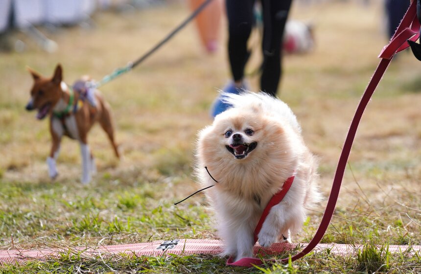 Кросс "Быстрый пес" прошел в Битцевском лесу 21 фото