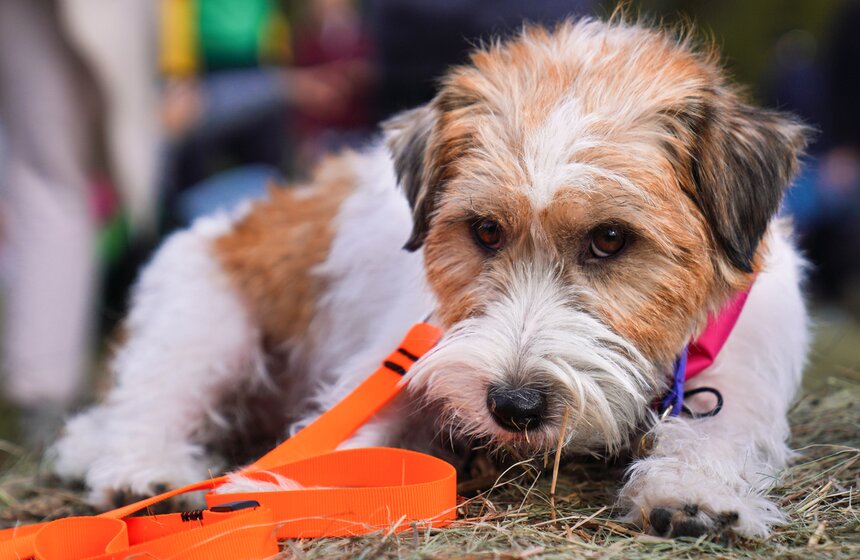 Кросс "Быстрый пес" прошел в Битцевском лесу 30 фото