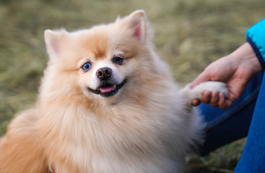 Кросс "Быстрый пес" прошел в Битцевском лесу 36 фото