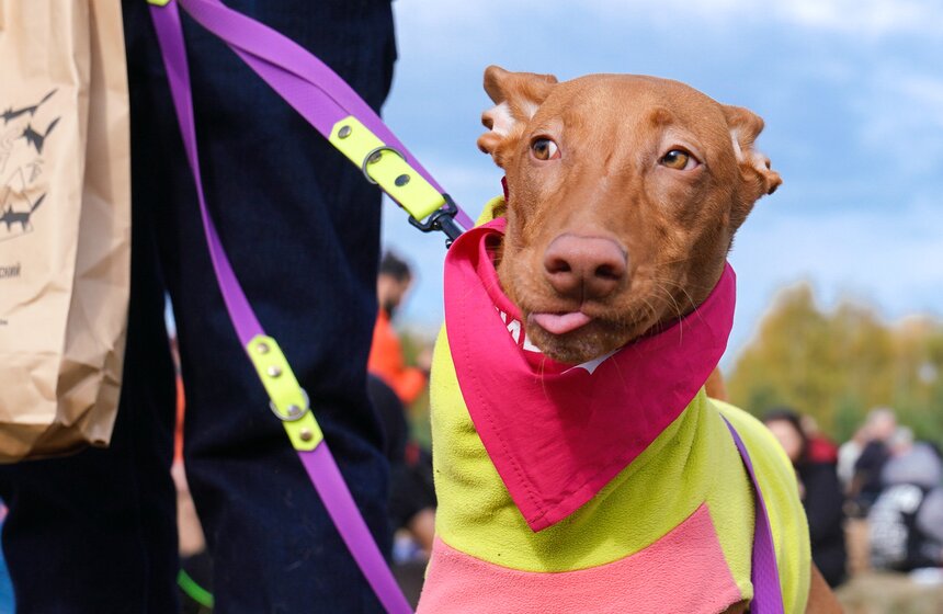 Кросс "Быстрый пес" прошел в Битцевском лесу 25 фото