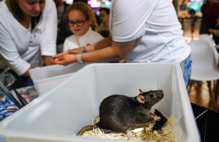 Всероссийский фестиваль "Наука 0+" прошел в Москве 6 фото