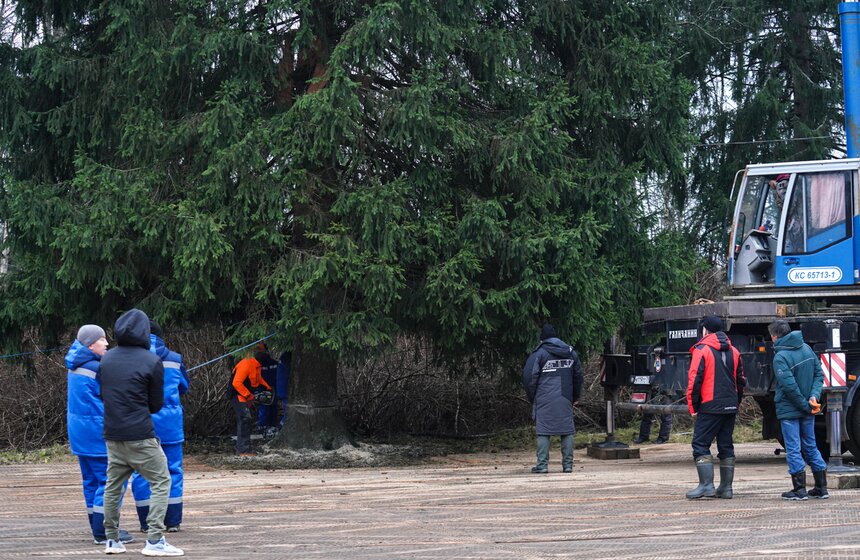 В Подмосковье выбрали и подготовили главную новогоднюю елку для Кремля 34 фото