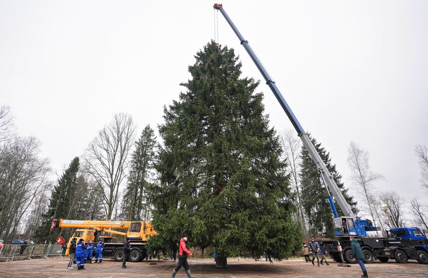 В Подмосковье выбрали и подготовили главную новогоднюю елку для Кремля 36 фото