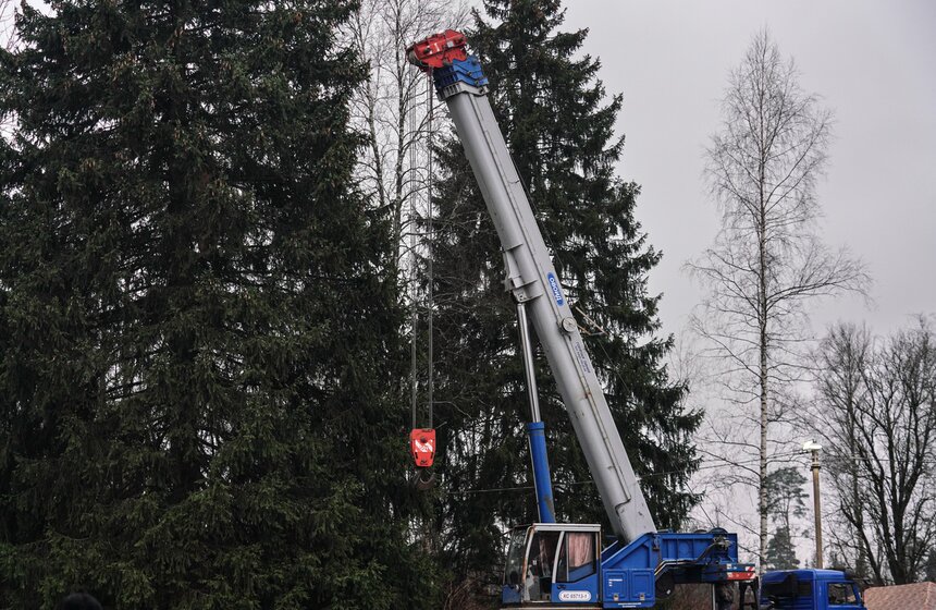 В Подмосковье выбрали и подготовили главную новогоднюю елку для Кремля 19 фото