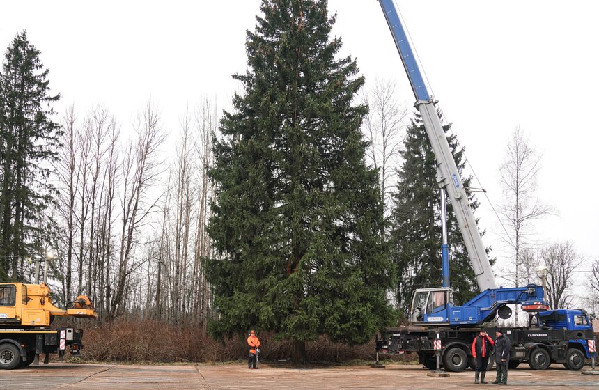 В Подмосковье выбрали и подготовили главную новогоднюю елку для Кремля 31 фото
