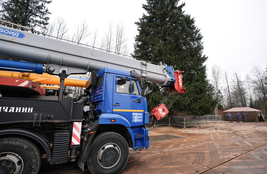 В Подмосковье выбрали и подготовили главную новогоднюю елку для Кремля 13 фото