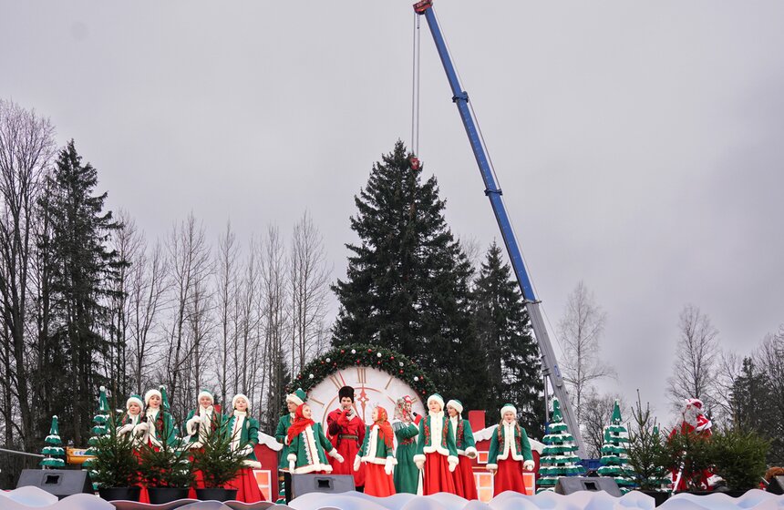 В Подмосковье выбрали и подготовили главную новогоднюю елку для Кремля 24 фото