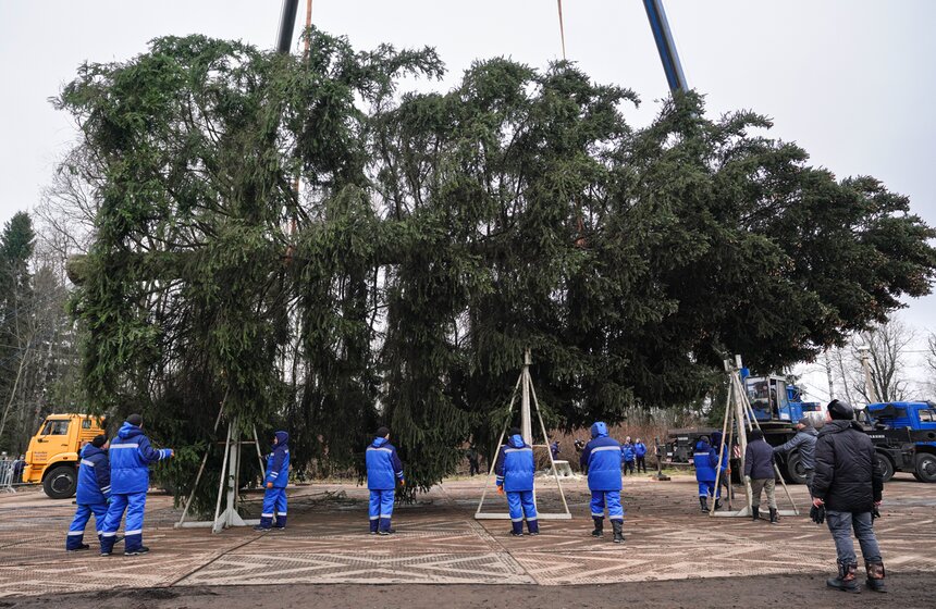 В Подмосковье выбрали и подготовили главную новогоднюю елку для Кремля 38 фото