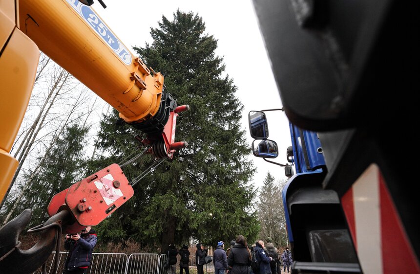 В Подмосковье выбрали и подготовили главную новогоднюю елку для Кремля 17 фото