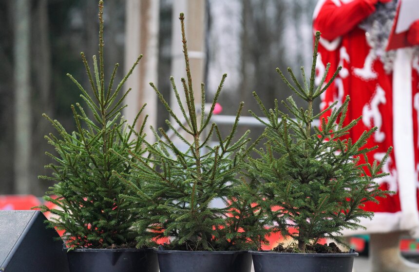 В Подмосковье выбрали и подготовили главную новогоднюю елку для Кремля 40 фото