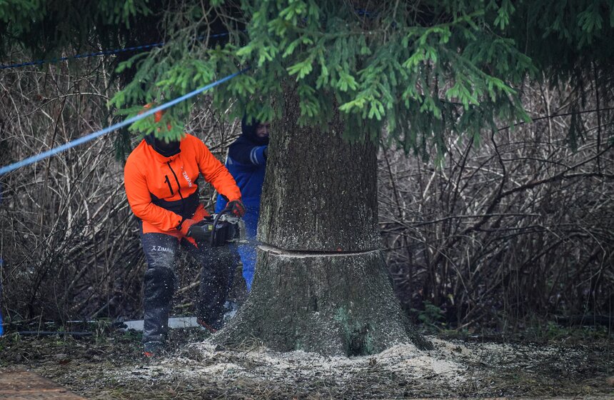 В Подмосковье выбрали и подготовили главную новогоднюю елку для Кремля 35 фото
