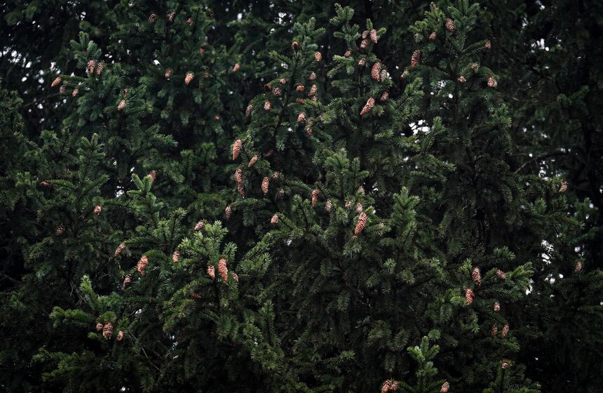 В Подмосковье выбрали и подготовили главную новогоднюю елку для Кремля 15 фото