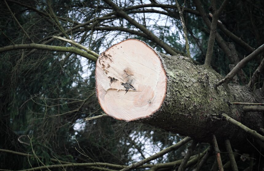 В Подмосковье выбрали и подготовили главную новогоднюю елку для Кремля 39 фото