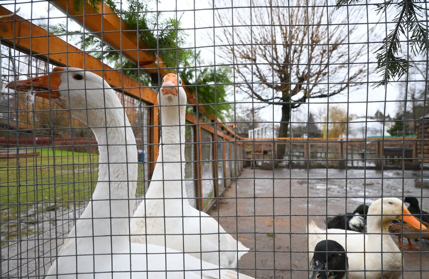 Гостям "Городской фермы" на ВДНХ рассказали о новогодней программе и новых обитателях 11 фото