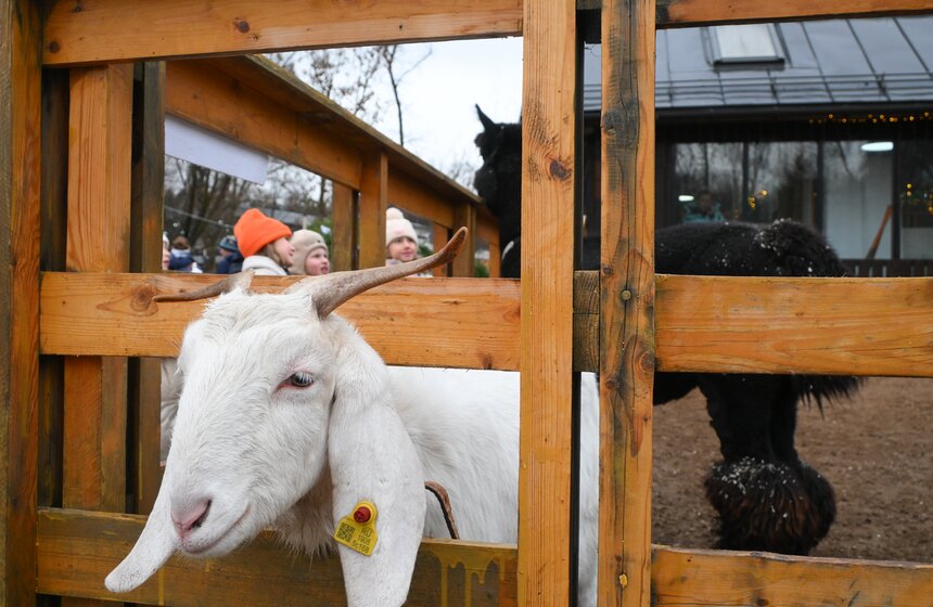 Гостям "Городской фермы" на ВДНХ рассказали о новогодней программе и новых обитателях 7 фото