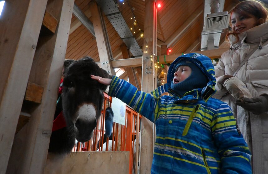 Гостям "Городской фермы" на ВДНХ рассказали о новогодней программе и новых обитателях 9 фото