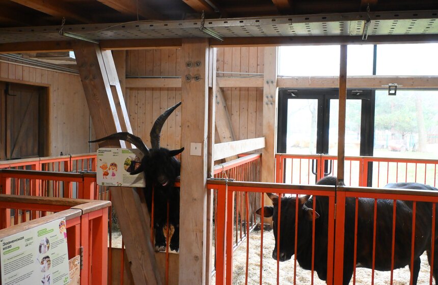 Гостям "Городской фермы" на ВДНХ рассказали о новогодней программе и новых обитателях 8 фото