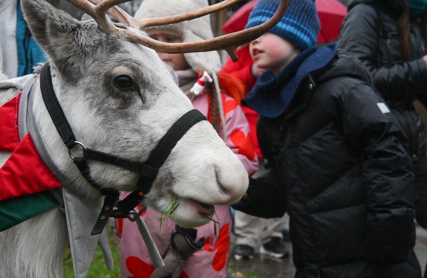 Гостям "Городской фермы" на ВДНХ рассказали о новогодней программе и новых обитателях 20 фото