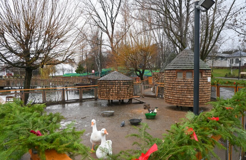 Гостям "Городской фермы" на ВДНХ рассказали о новогодней программе и новых обитателях 10 фото