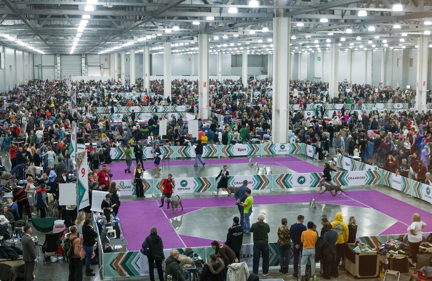 Международная кинологическая выставка "Евразия" прошла в Москве 8 фото