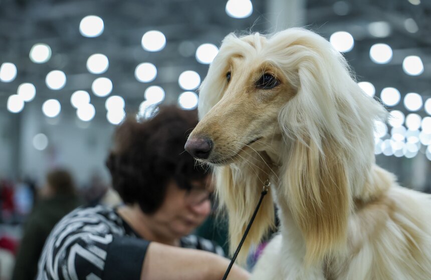 Международная кинологическая выставка "Евразия" прошла в Москве 6 фото