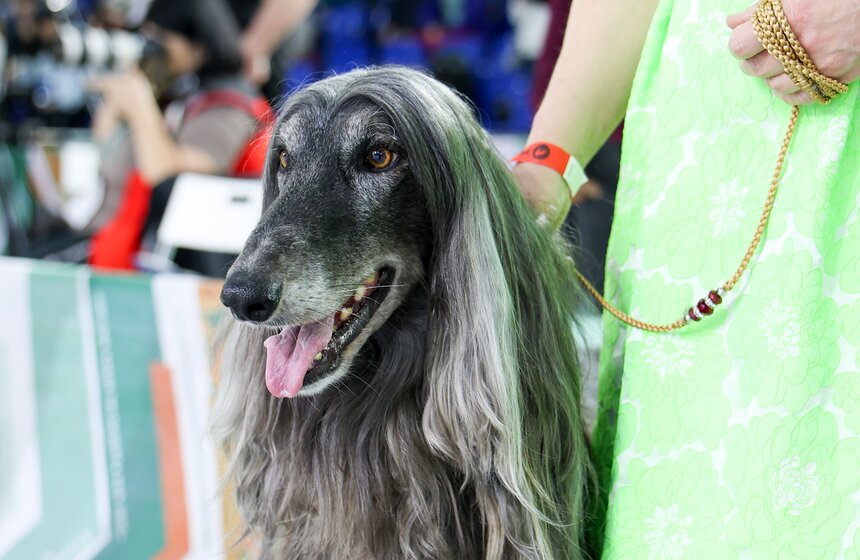 Международная кинологическая выставка "Евразия" прошла в Москве 11 фото