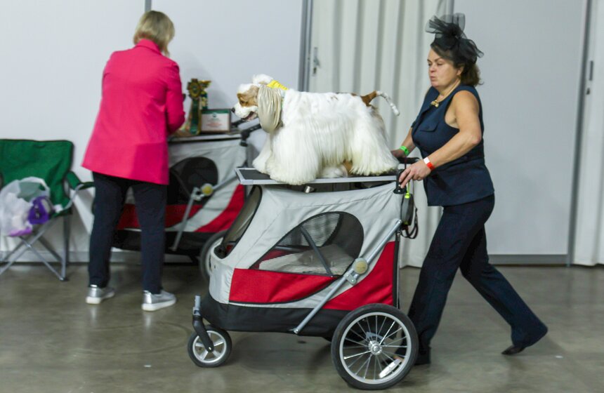 Международная кинологическая выставка "Евразия" прошла в Москве 4 фото