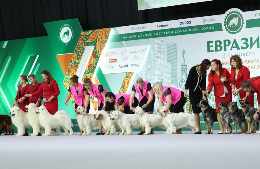 Международная кинологическая выставка "Евразия" прошла в Москве 30 фото