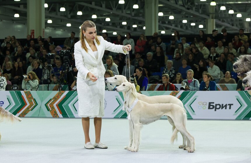 Международная кинологическая выставка "Евразия" прошла в Москве 23 фото