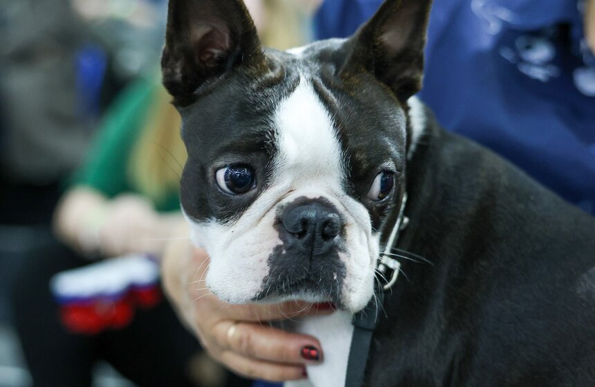 Международная кинологическая выставка "Евразия" прошла в Москве 16 фото