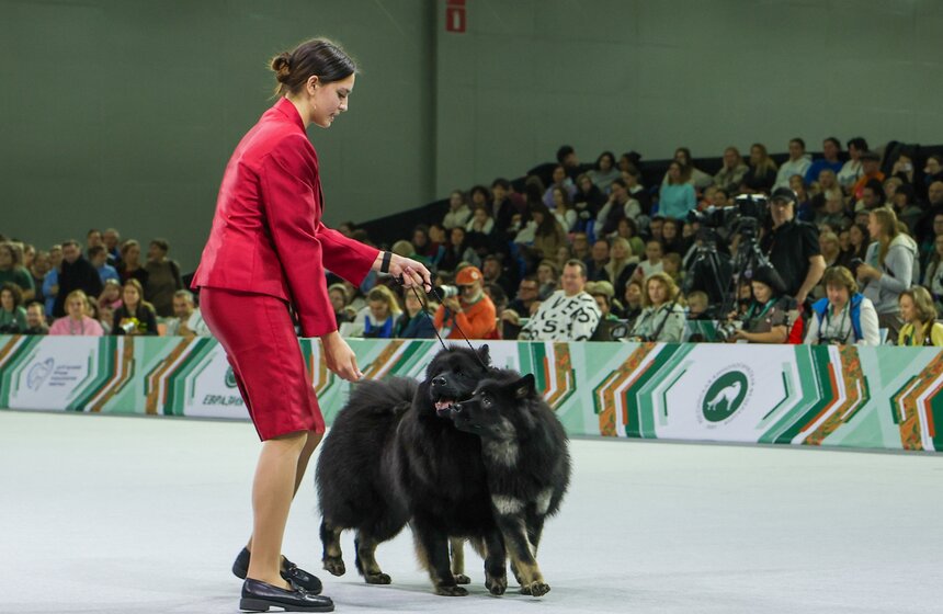 Международная кинологическая выставка "Евразия" прошла в Москве 24 фото