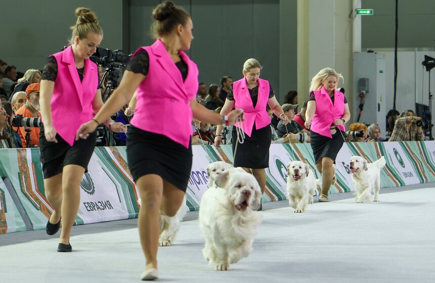 Международная кинологическая выставка "Евразия" прошла в Москве 29 фото