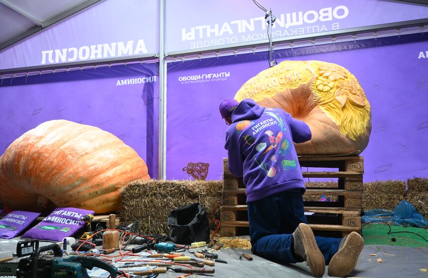 Шоу фигурной резьбы по тыквам-гигантам состоялось в "Аптекарском огороде" 22 фото