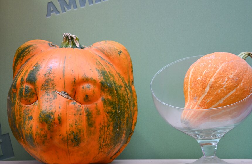 Шоу фигурной резьбы по тыквам-гигантам состоялось в "Аптекарском огороде" 5 фото