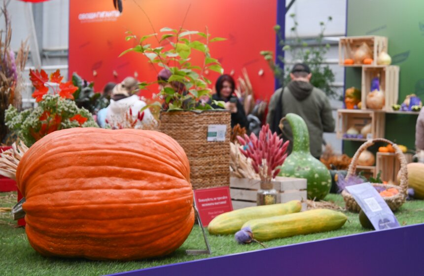 Шоу фигурной резьбы по тыквам-гигантам состоялось в "Аптекарском огороде" 6 фото