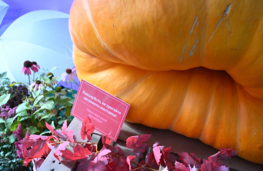 Шоу фигурной резьбы по тыквам-гигантам состоялось в "Аптекарском огороде" 7 фото